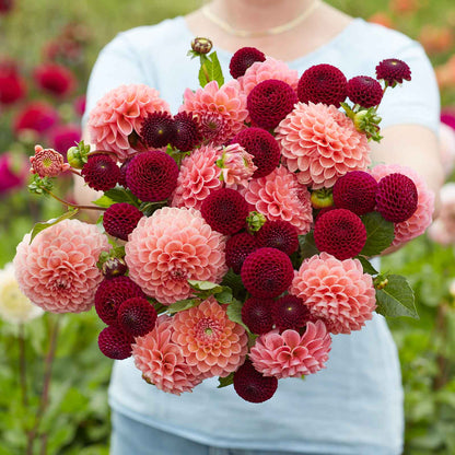 A person holding a bouquet of Opposites Attract Duo dahlia flowers in a garden setting.