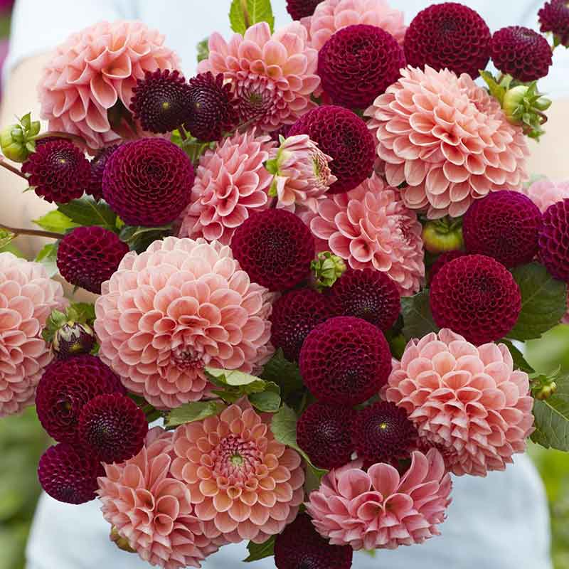 A close up of a person holding a bouquet of Opposites Attract Duo dahlia flowers in a garden setting.