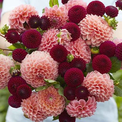 A close up of a person holding a bouquet of Opposites Attract Duo dahlia flowers in a garden setting.