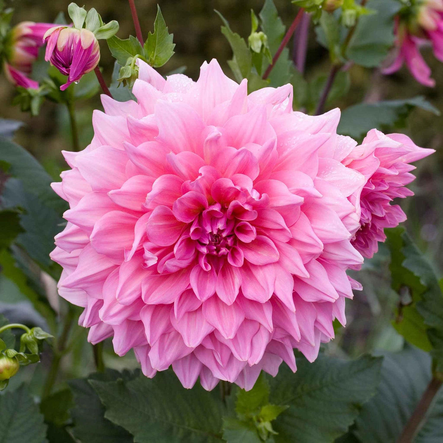 A close-up shot of a single Otto's Thrill Dahlia flower, showcasing its delicate petals and vibrant colors.