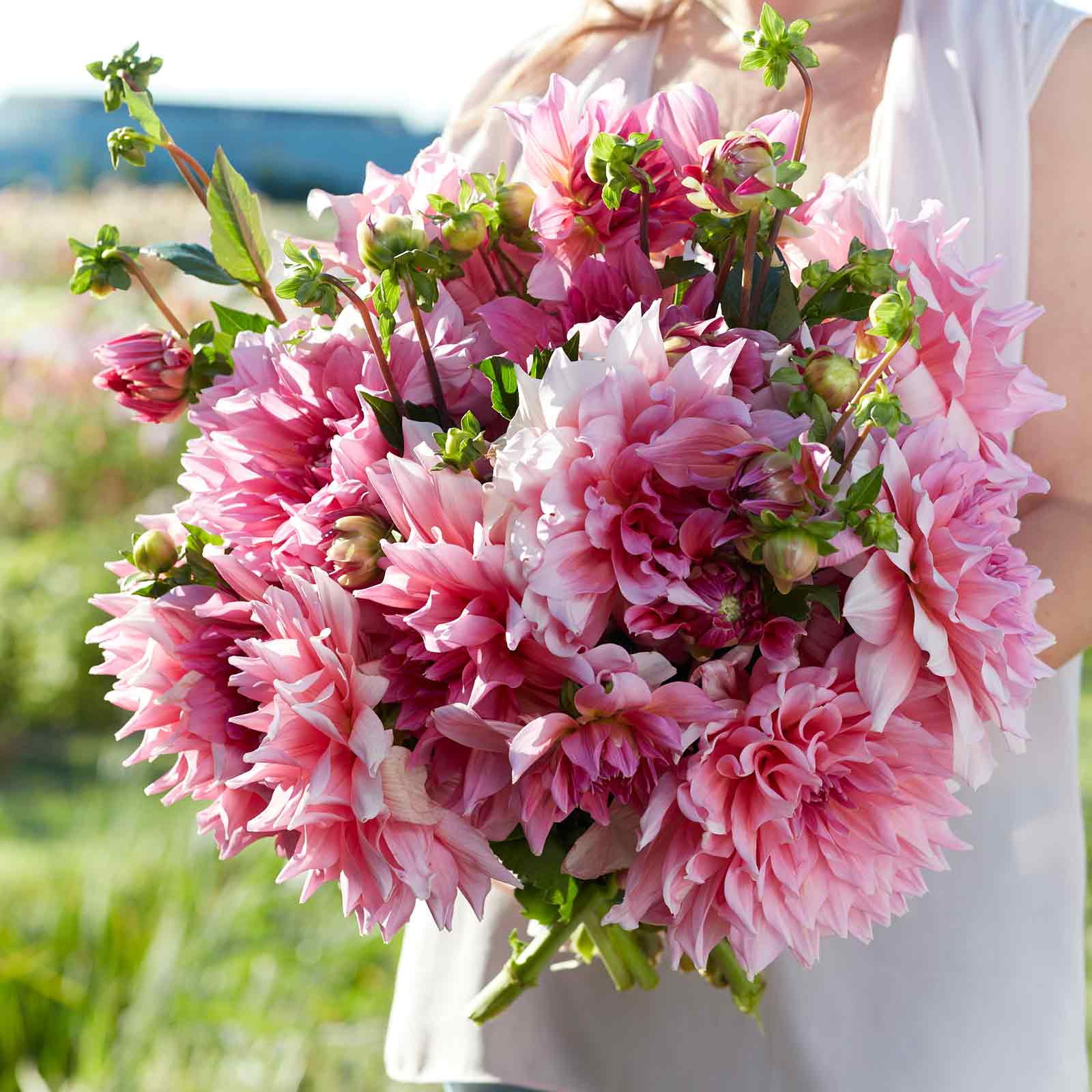 A person holding a bouquet of Otto's Thrill dahlia flowers in a garden setting.