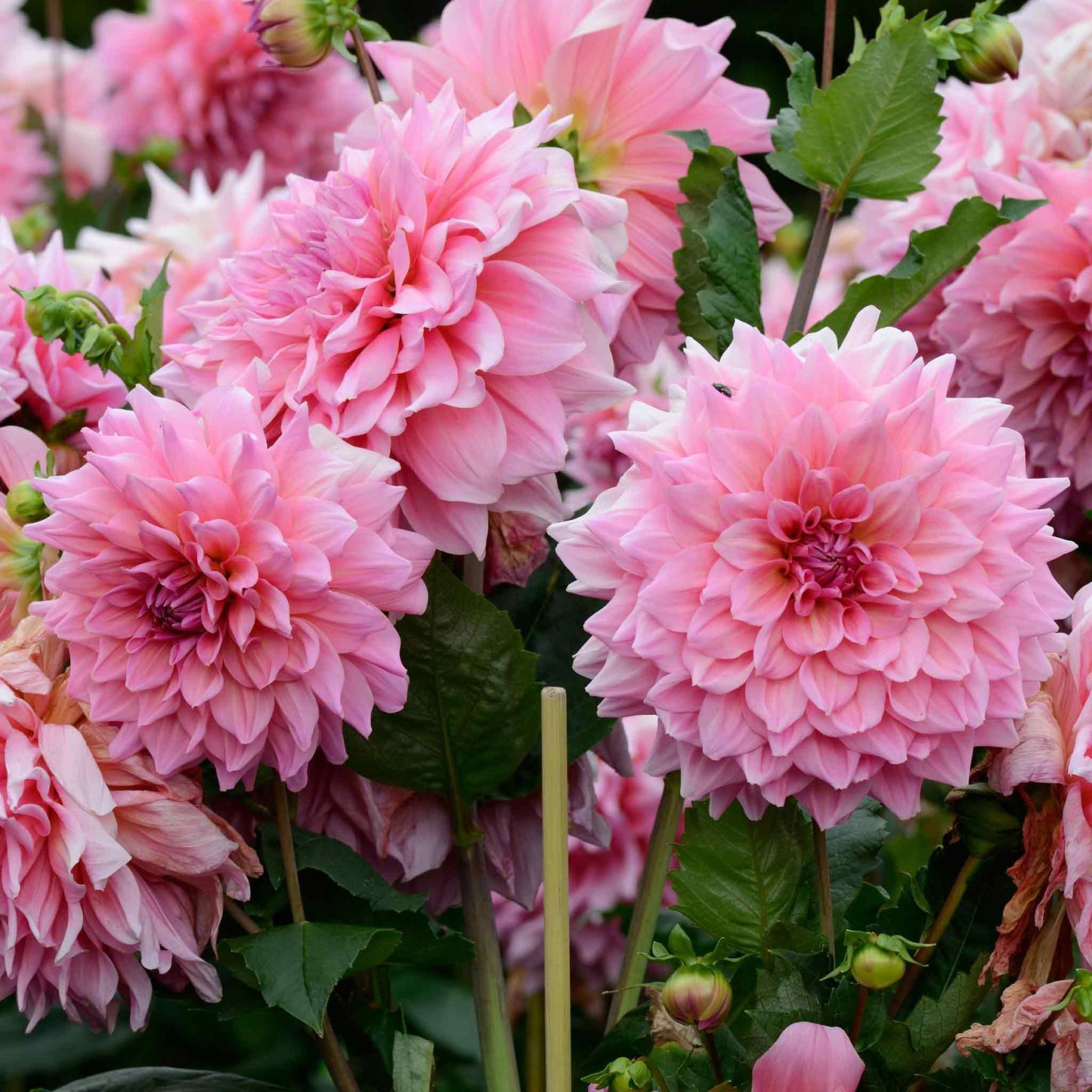 A close-up of a pink Otto's Thrill dahlia bloom with many petals.