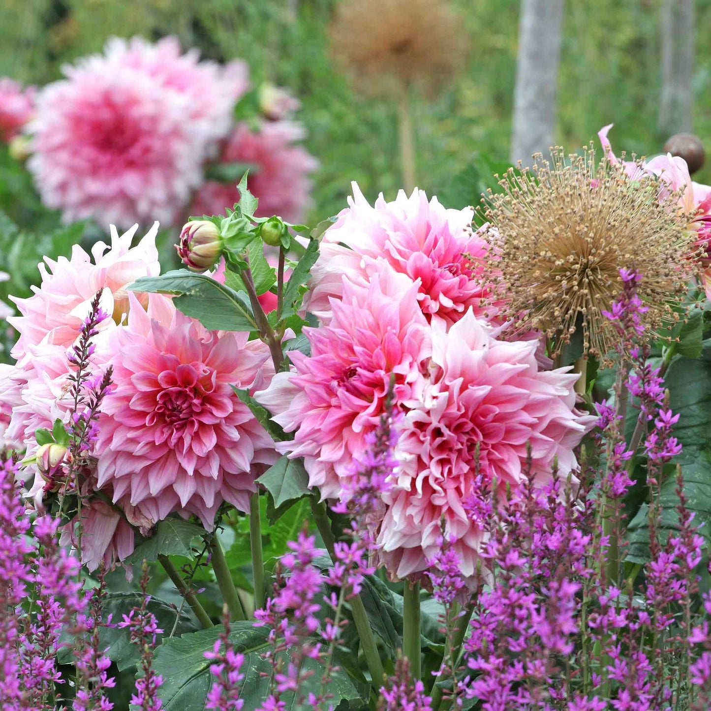 Otto's Thrill dahlias growing among other flowers with a blurred green background.