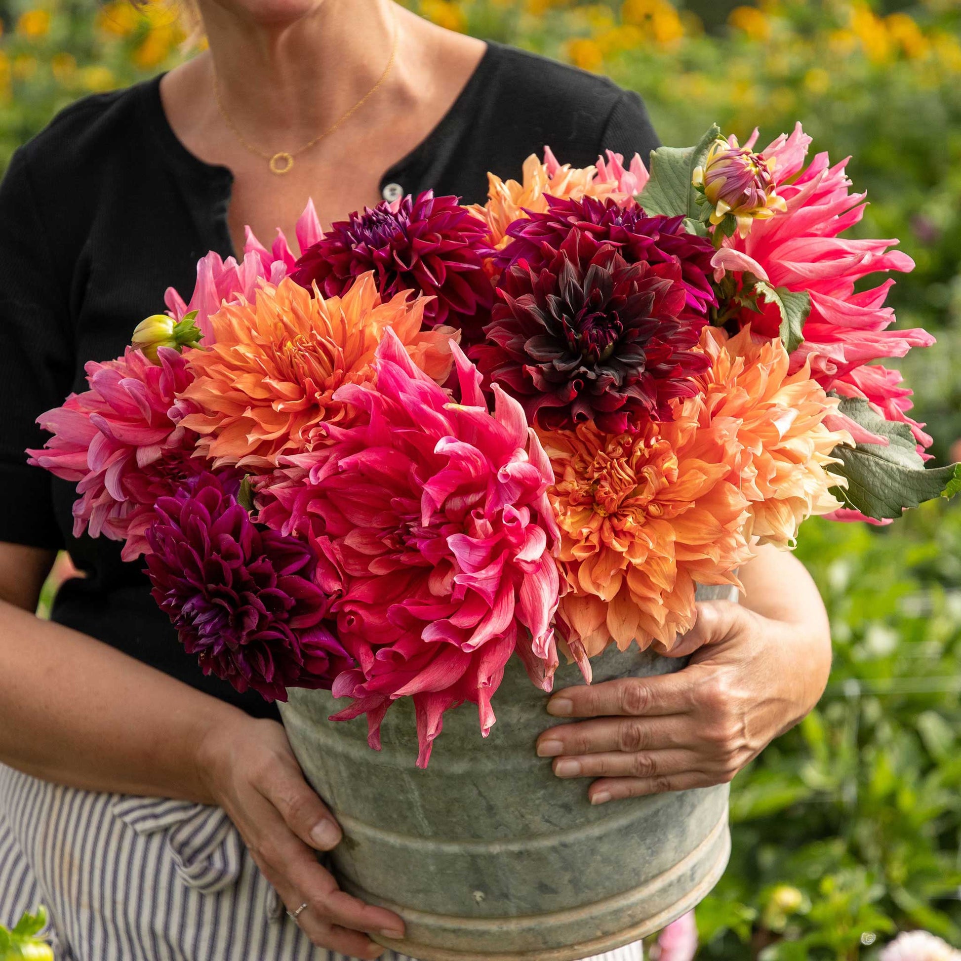 A person holding a bouquet of Passion Mix dahlia flowers in a garden setting.