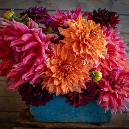 Passion Mix dahlia bouquet showing the vibrant red and orange colors.