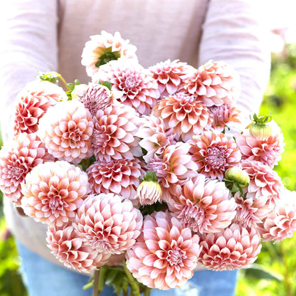A person holding a bouquet of Peaches dahlia flowers in a garden setting.
