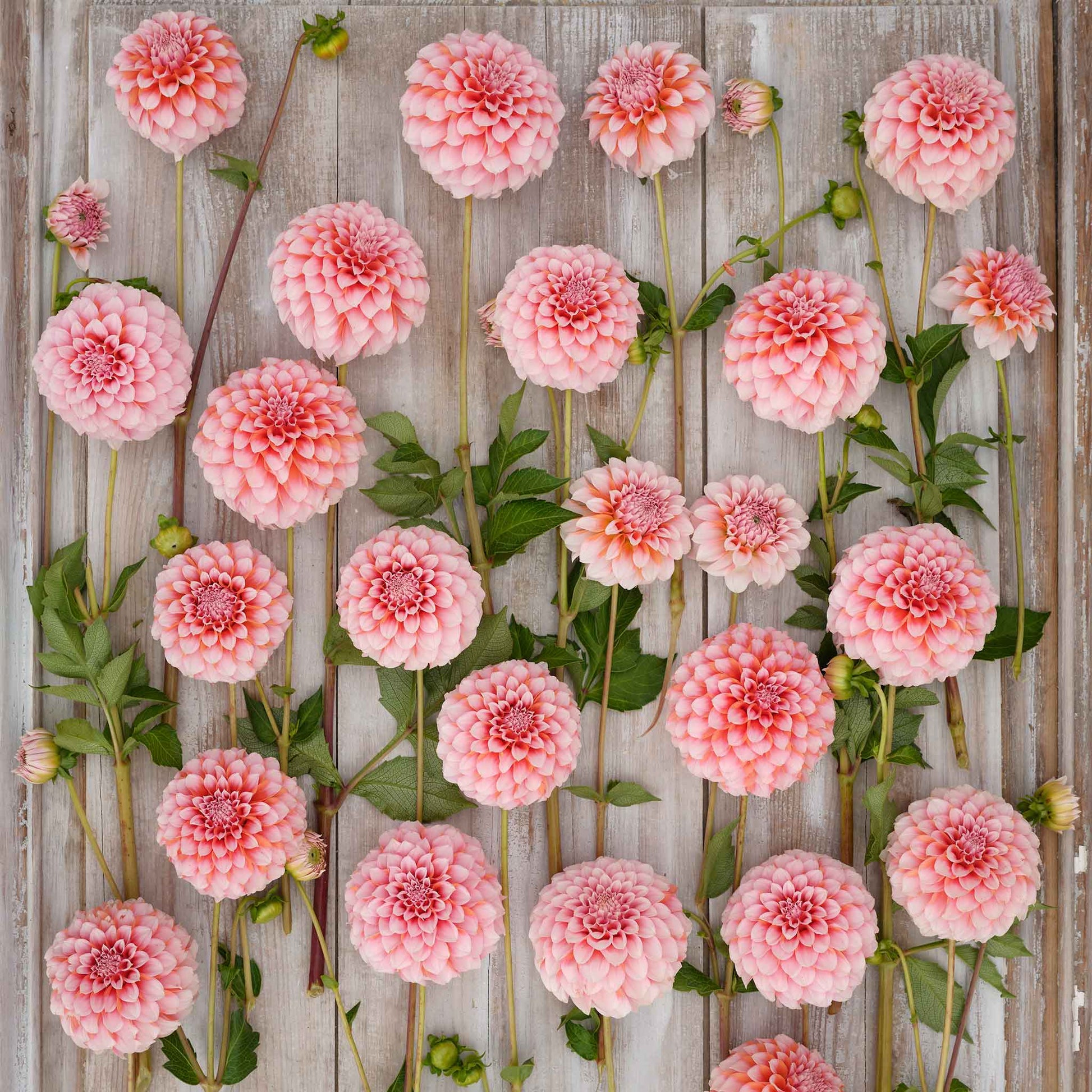 Peaches Dahlias freshly picked displayed on a wooded surface.