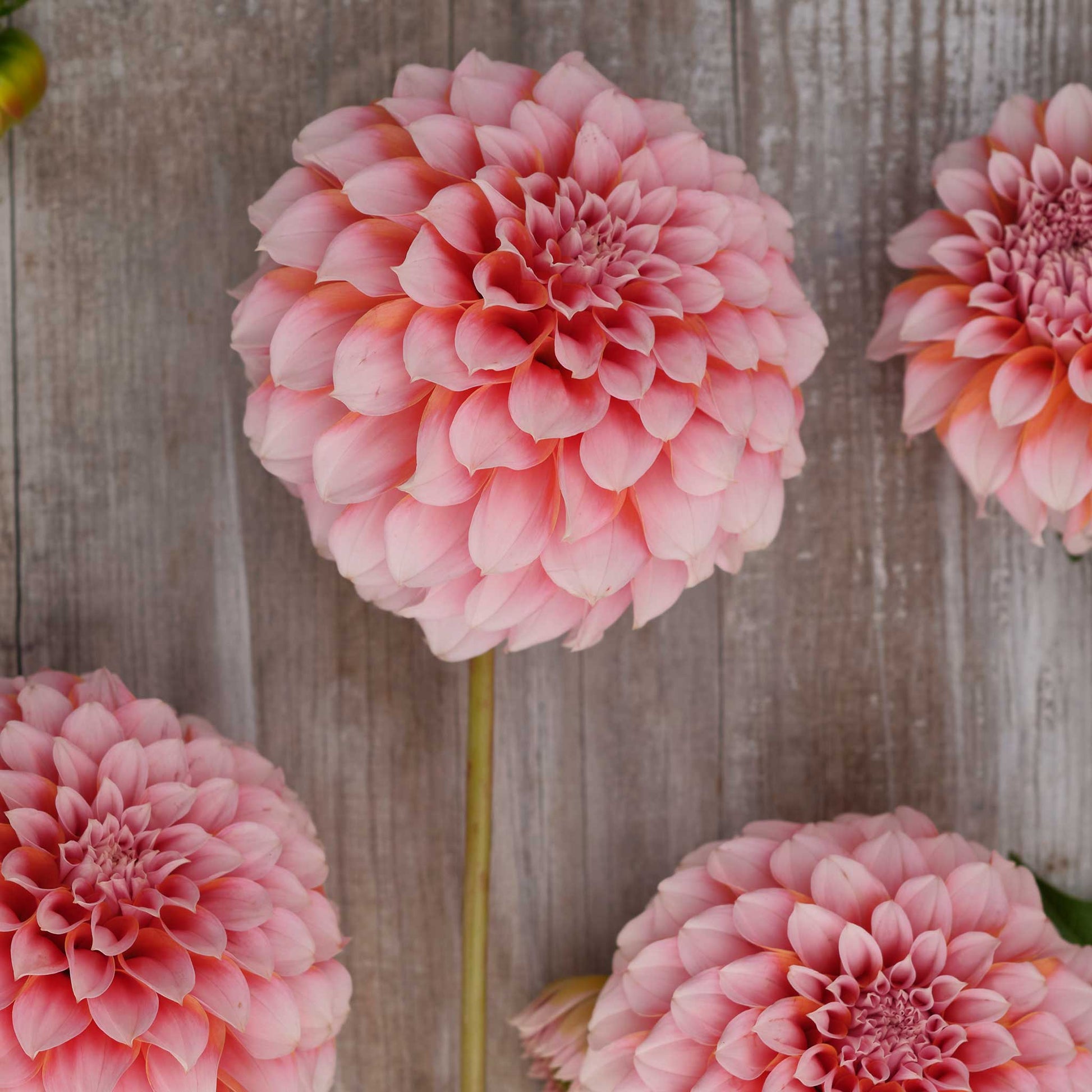Close up of Peaches Dahlias freshly picked displayed on a wooded surface.