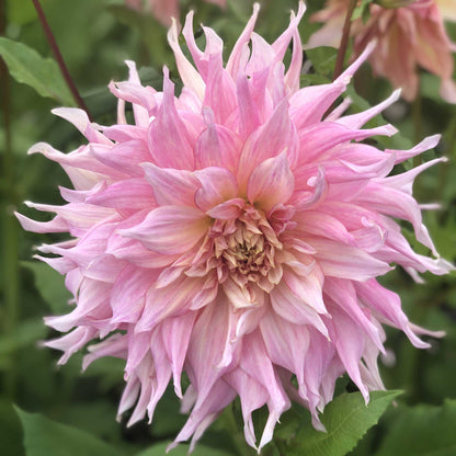 A close-up shot of a single Penhill Watermelon Dahlia flower, showcasing its delicate petals and vibrant colors.