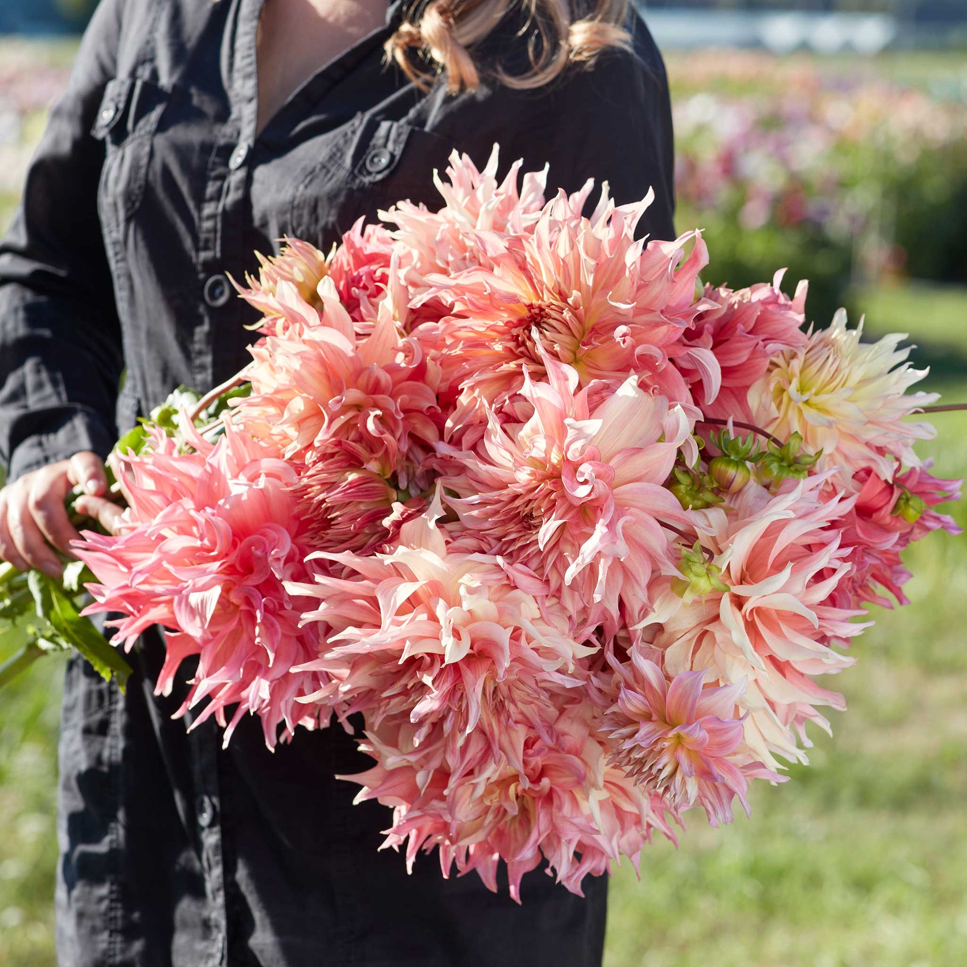 A person holding a bouquet of Penhill Watermelon dahlia flowers in a garden setting.