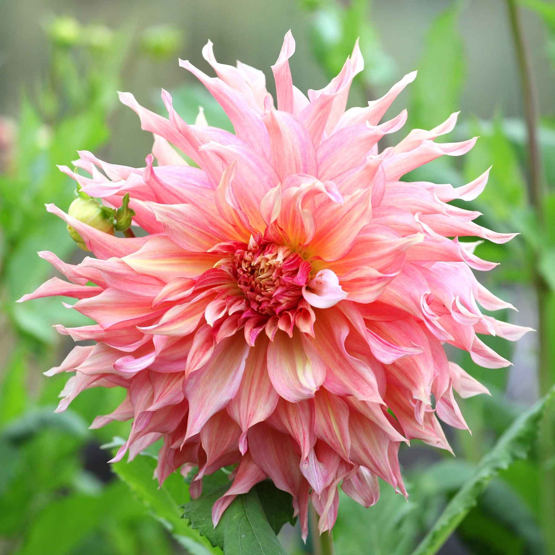 A close-up shot of a single Penhill Watermelon Dahlia flower, showcasing its delicate petals and vibrant colors.