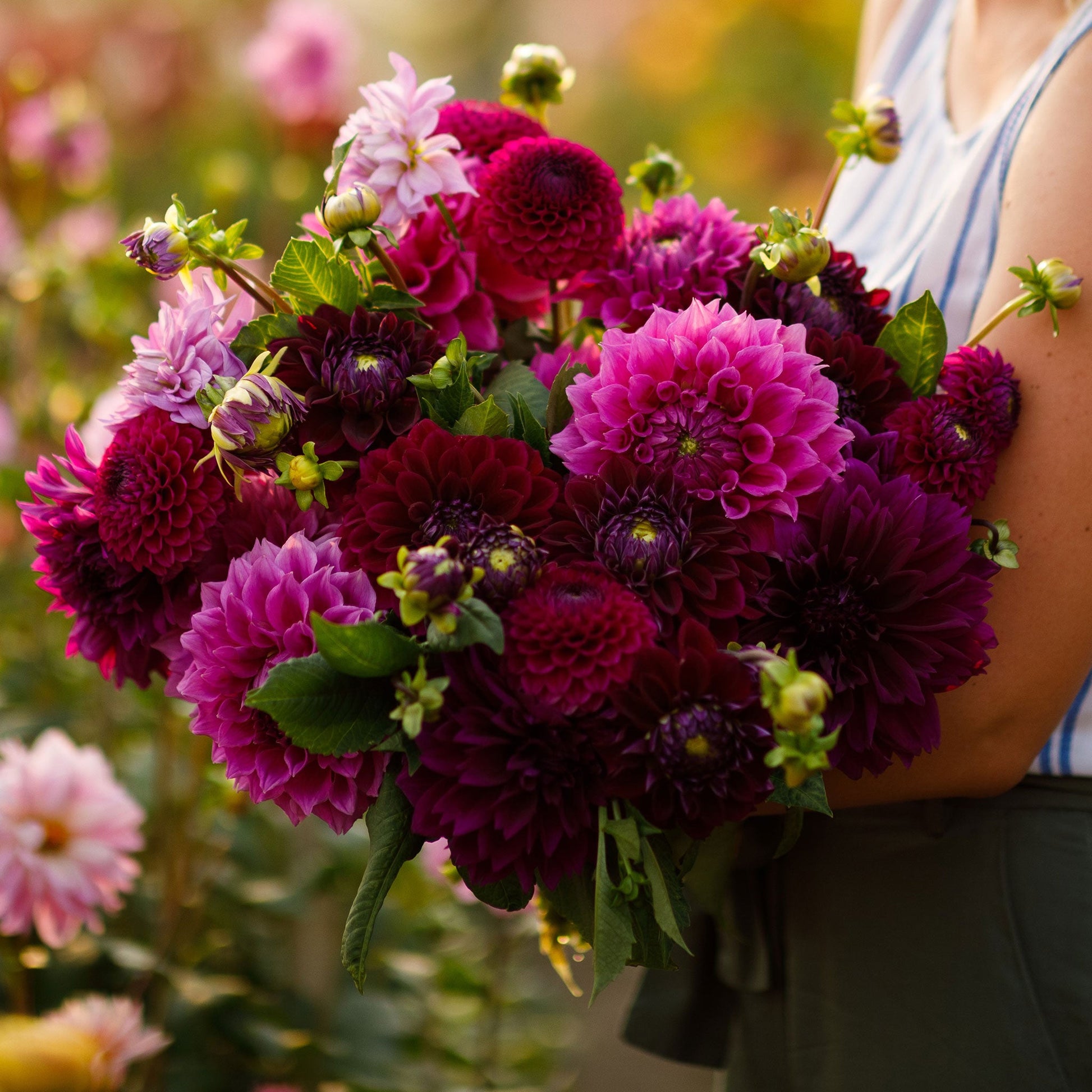 A person holding a bouquet of Pink Mix dahlia flowers in a garden setting.