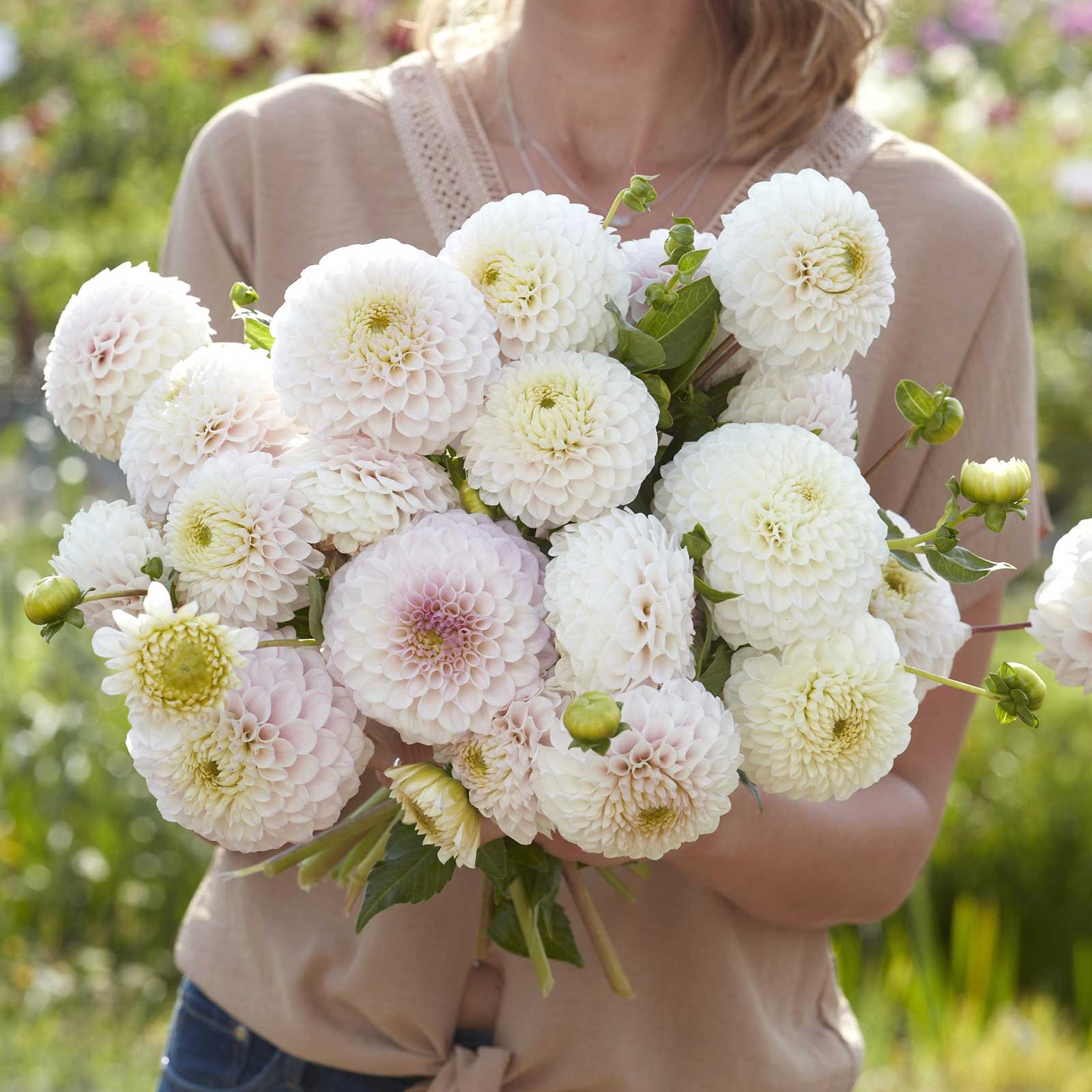 A person holding a bouquet of Pink Pearl dahlia flowers in a garden setting.
