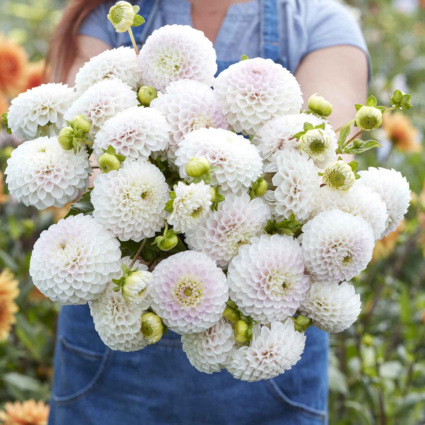 A person holding a bouquet of Pink Pearl dahlia flowers in a garden setting.