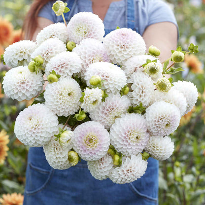 A person holding a bouquet of Pink Pearl dahlia flowers in a garden setting.
