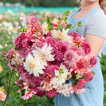 A person holding a bouquet of Pink Powerhouse Mix dahlia flowers in a garden setting.