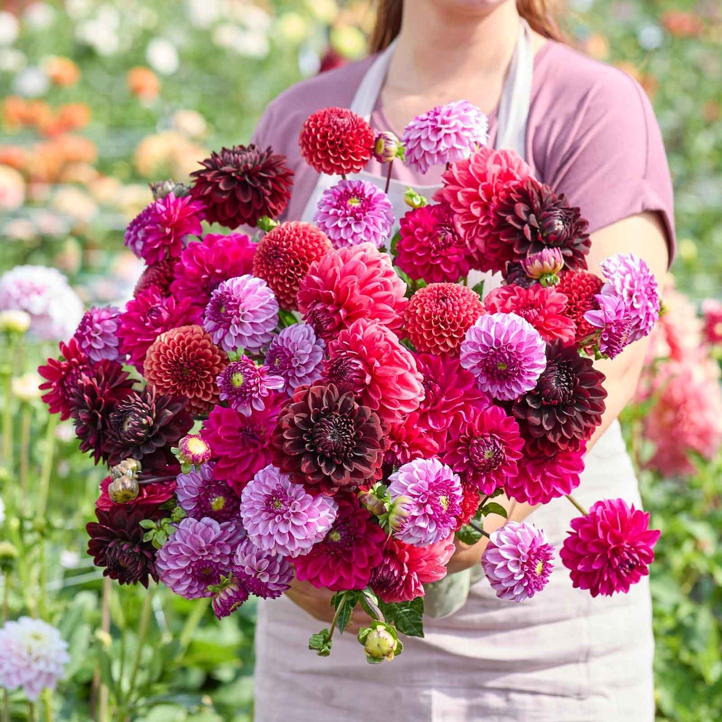 A person holding a bouquet of Plum Shades Mix dahlia flowers in a garden setting.