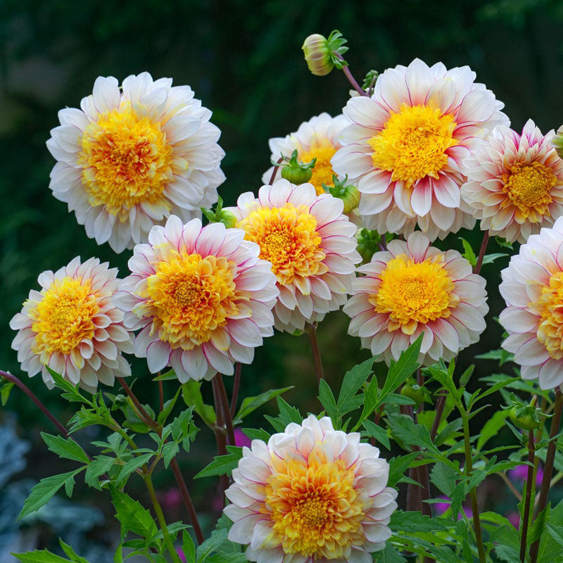 White Polka dahlias with yellow centers and pink highlights on petals growing in a garden setting | copyright: Floramedia UK Ltd