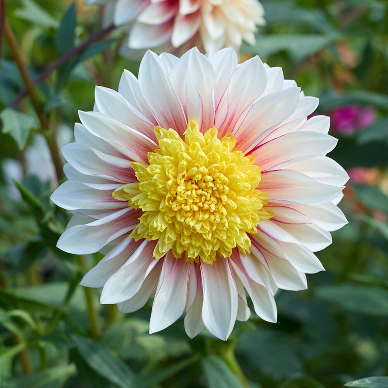 Close up of polka dahlia flower with white and pink petals and bright yellow center