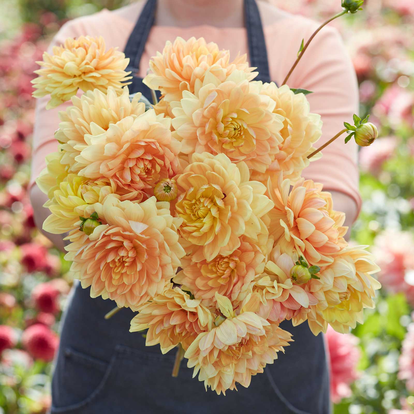 A person holding a bouquet of Rancho dahlia flowers in a garden setting.