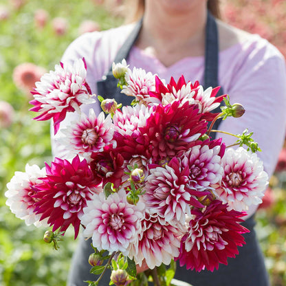 A person holding a bouquet of Rebecca's World dahlia flowers in a garden setting.