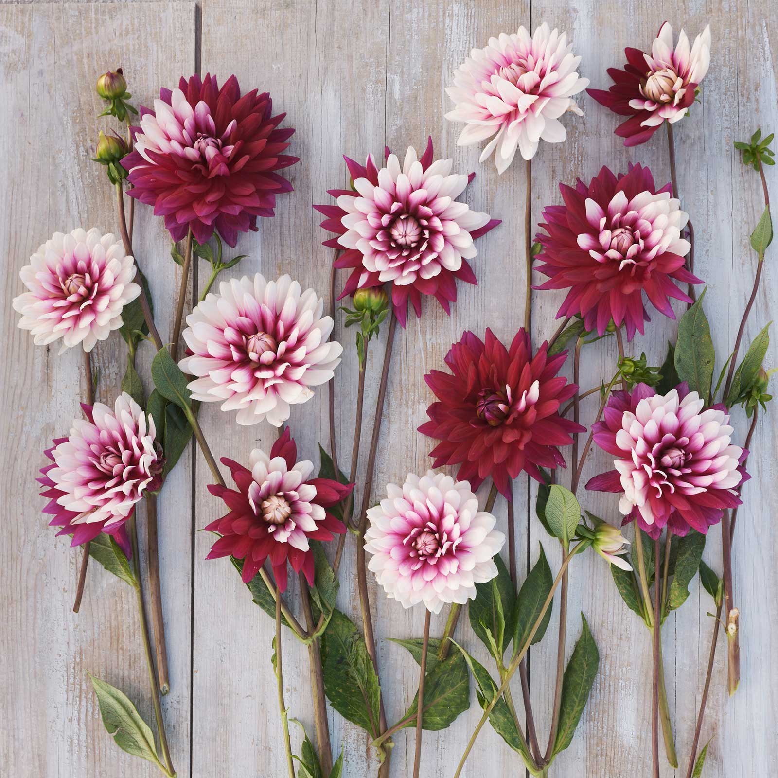 Rebecca's World Dahlias freshly picked displayed on a wooded surface.