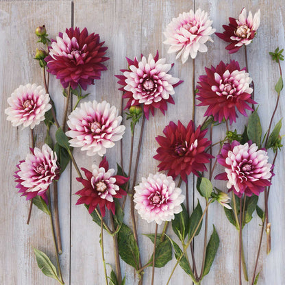 Rebecca's World Dahlias freshly picked displayed on a wooded surface.