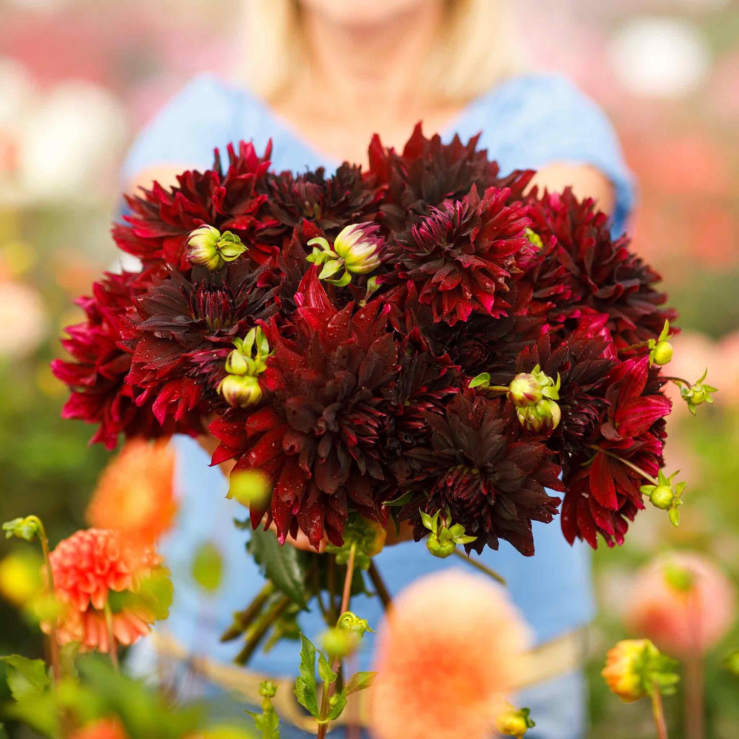 A person holding a bouquet of Rip City dahlia flowers in a garden setting.
