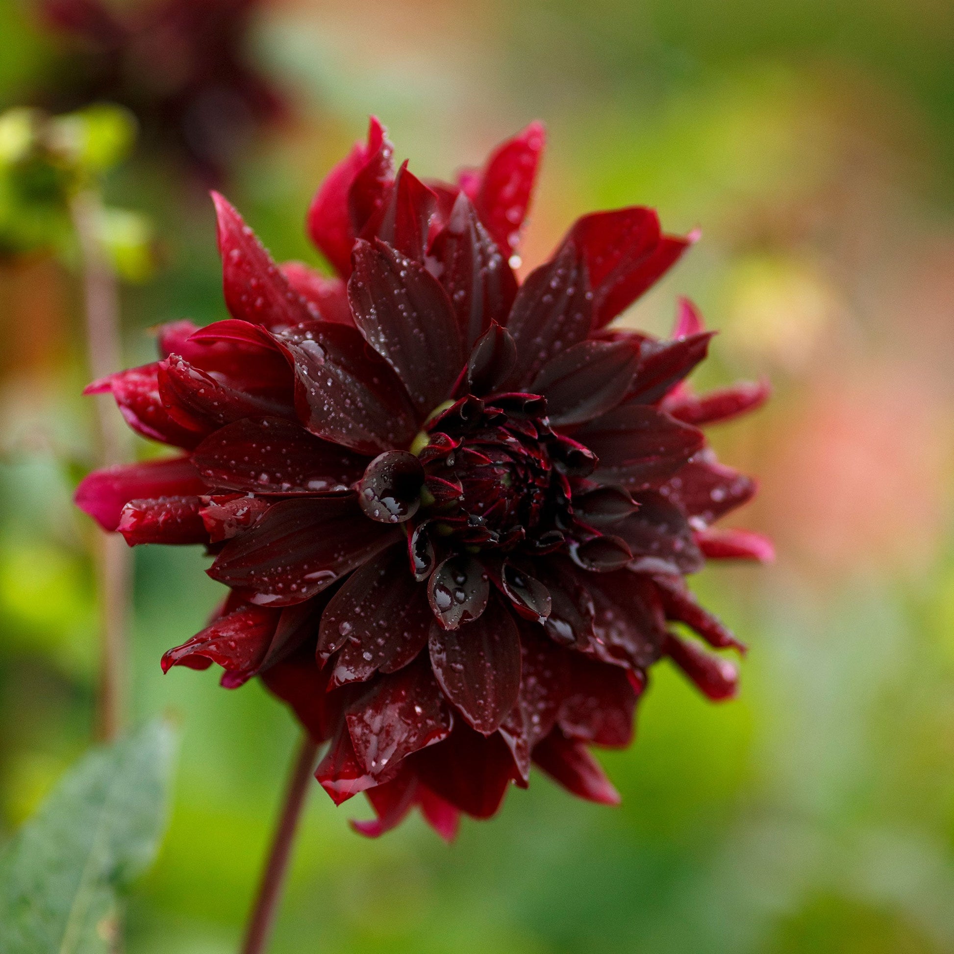 A close-up shot of a single Rip City Dahlia flower, showcasing its delicate petals and vibrant colors.