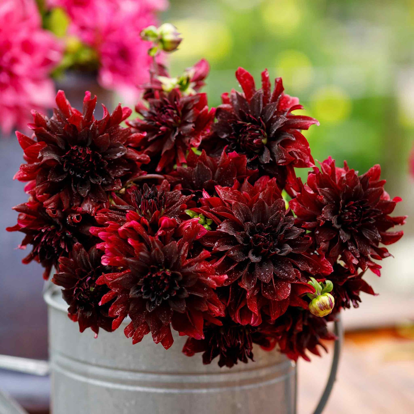 Rip City dahlia bouquet showing the vibrant and deep red colors.