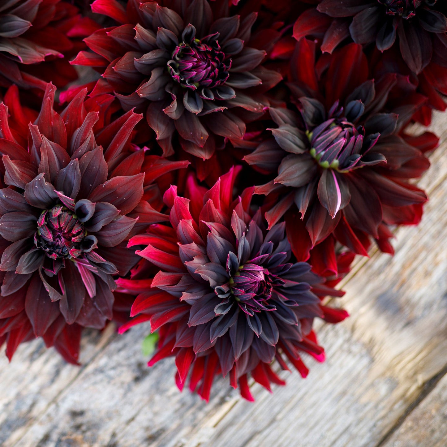 Close up of Rip City dahlia bouquet showing the vibrant and deep red colors on a wooden table.