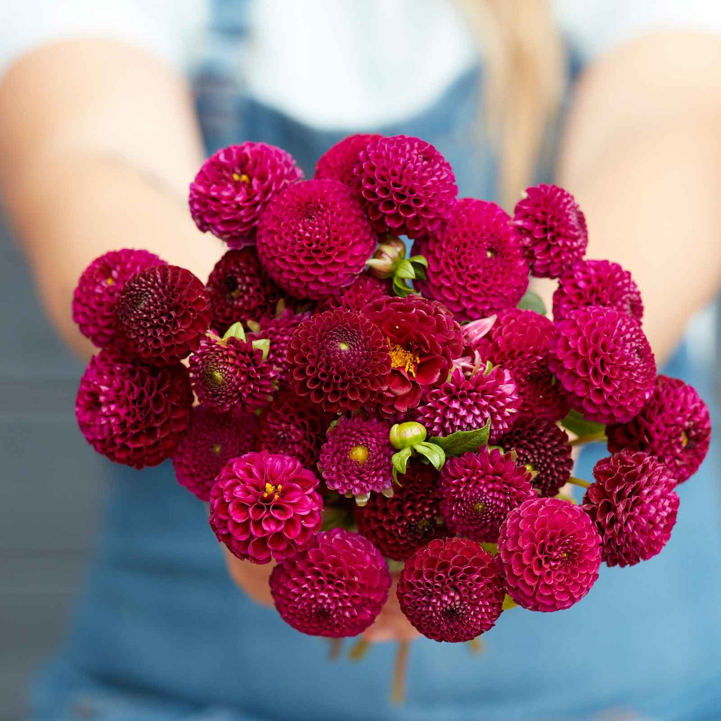A person holding a bouquet of Rocco dahlia flowers in a garden setting.