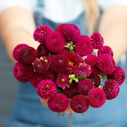 A person holding a bouquet of Rocco dahlia flowers in a garden setting.