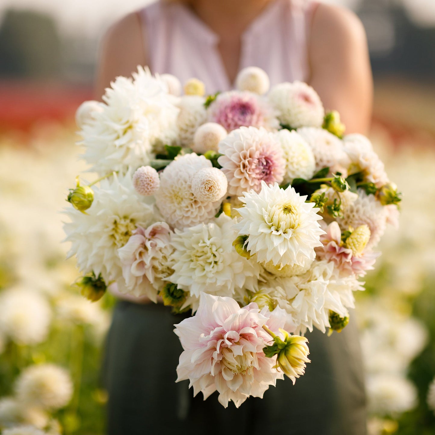 A person holding a bouquet of Romantic Mix dahlia flowers in a garden setting.