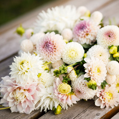 Romantic Mix dahlia bouquet displaying the vibrant colors of white and pink.