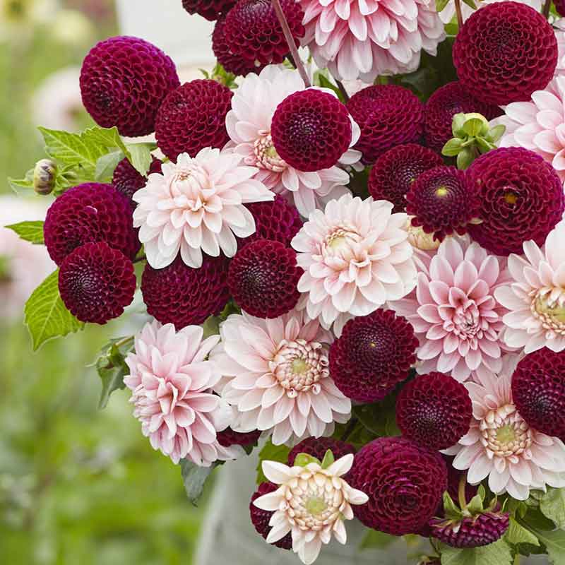 Scarlet Blush Duo dahlia bouquet showing the vibrant red, and pink colors.
