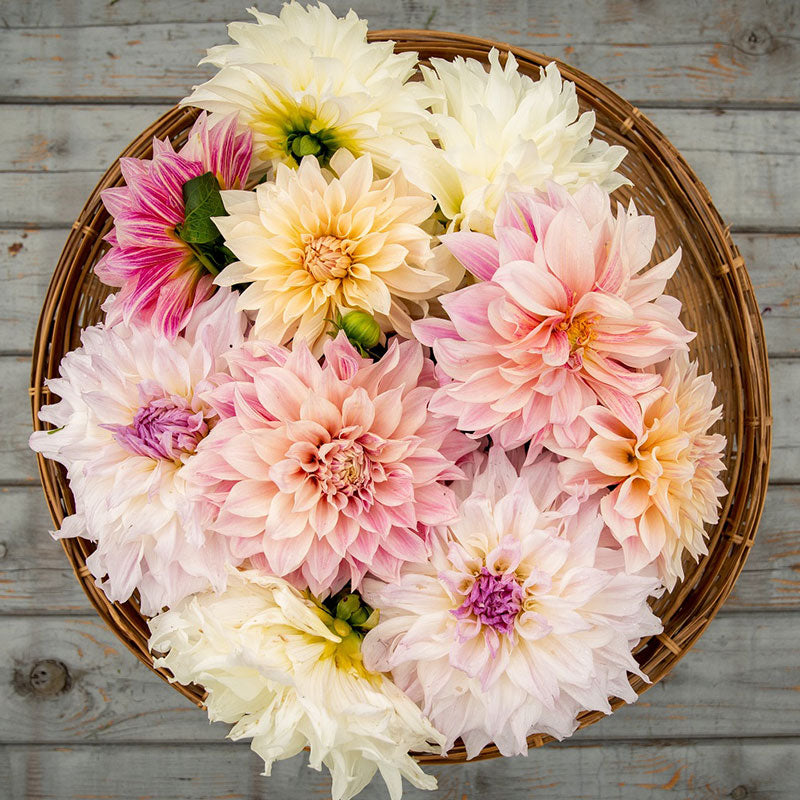 Overhead view of Shiloh Noelle dahlia bouquet showing the vibrant white, pink, and yellow colors on a wooden table.