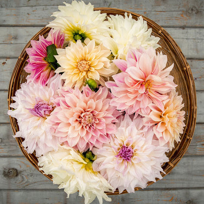 Overhead view of Shiloh Noelle dahlia bouquet showing the vibrant white, pink, and yellow colors on a wooden table.
