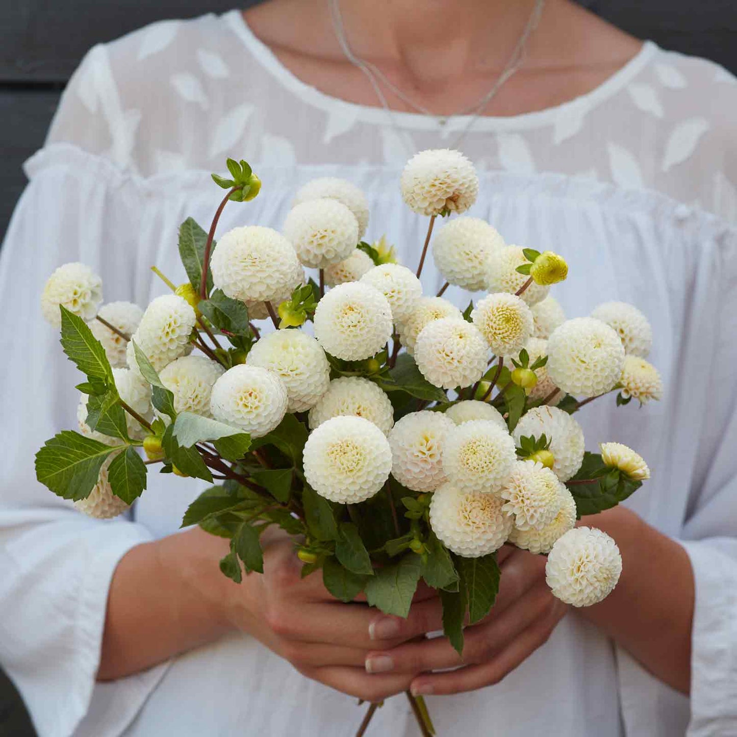 A person holding a bouquet of Small World dahlia flowers in a garden setting.