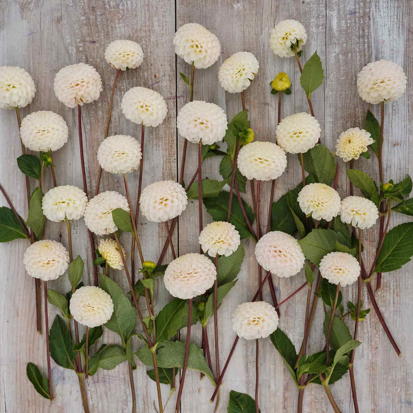 Small World Dahlias freshly picked displayed on a wooded surface.