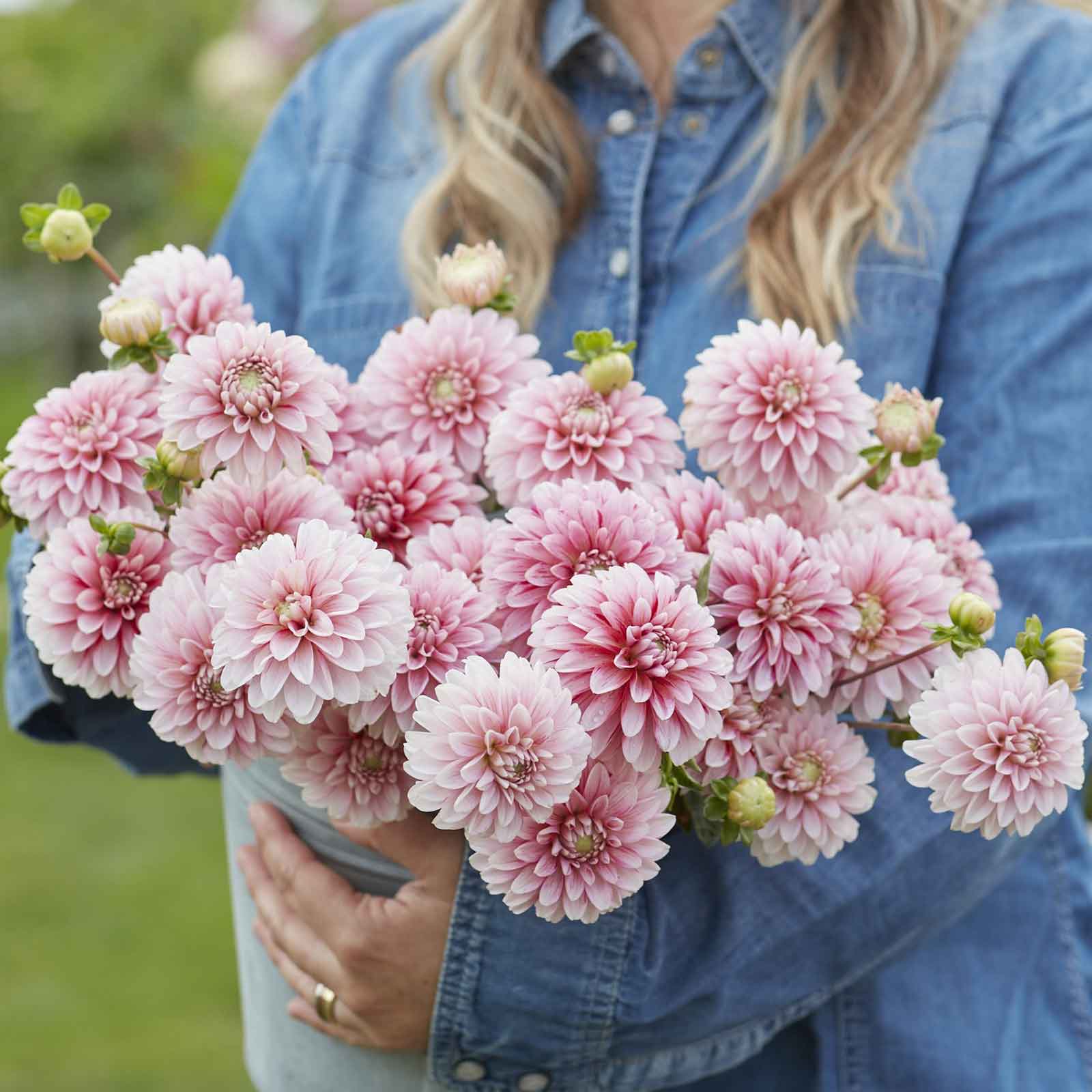 A person holding a bouquet of Strawberry and Cream dahlia flowers in a garden setting.