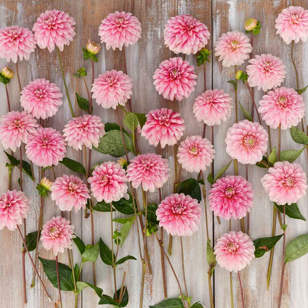 Strawberry and Cream Dahlias freshly picked displayed on a wooded surface.