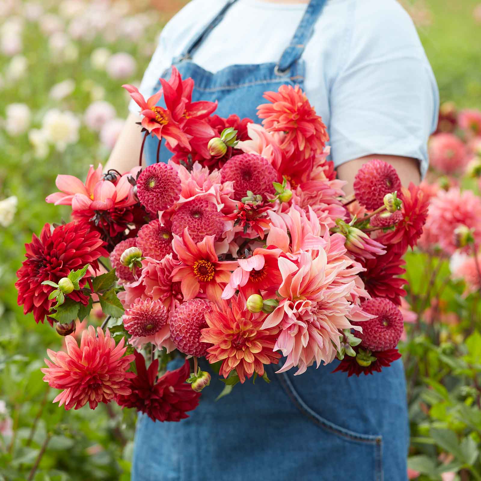 A person holding a bouquet of Strawberry Fields Mix dahlia flowers in a garden setting.