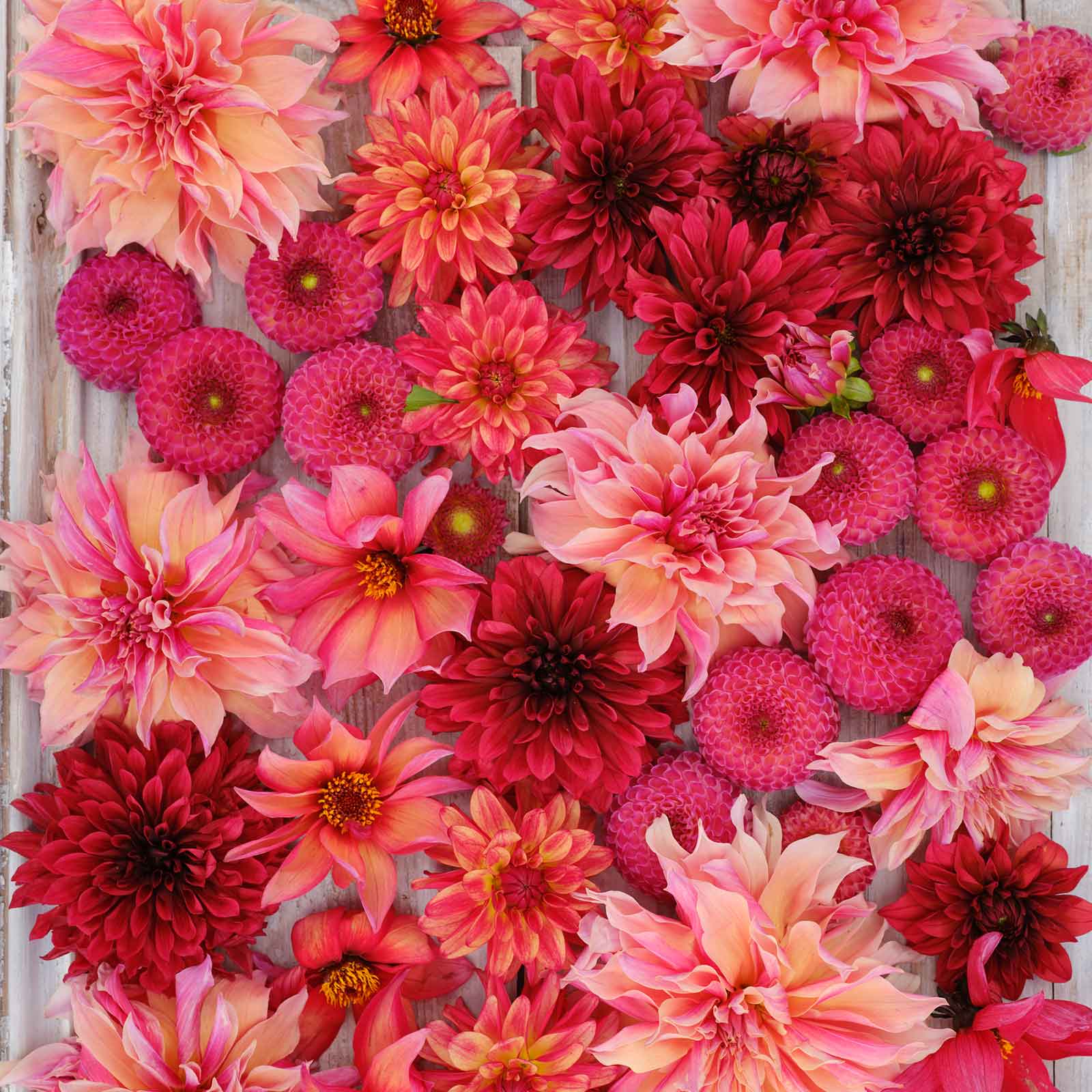 Vibrant red Strawberry Fields Mix dahlias fully bloomed.