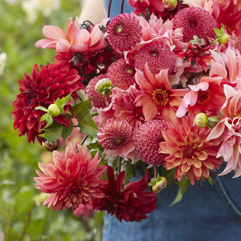 Strawberry Fields Mix dahlia bouquet showing the vibrant red and pink colors.