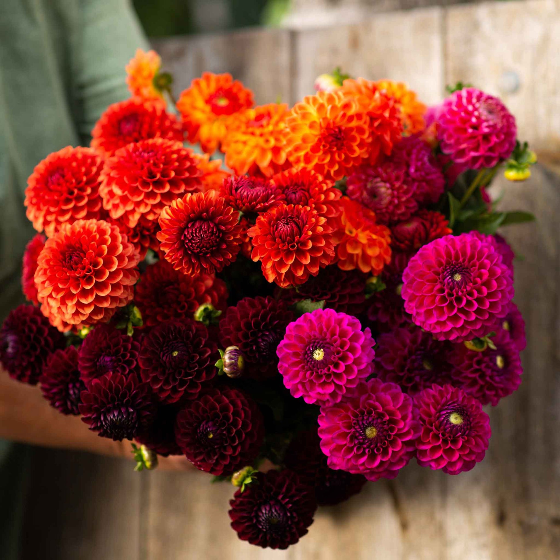 Sugar Puff Mix dahlia bouquet showing the vibrant red and orange colors.