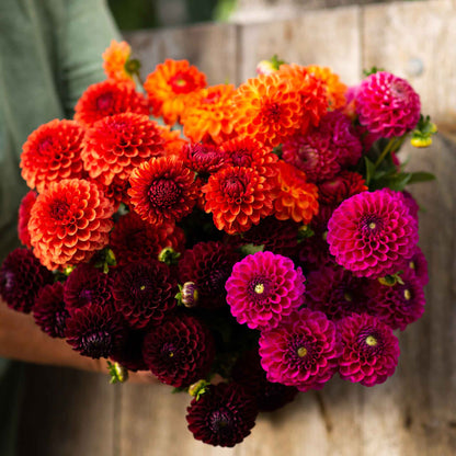 Sugar Puff Mix dahlia bouquet showing the vibrant red and orange colors.