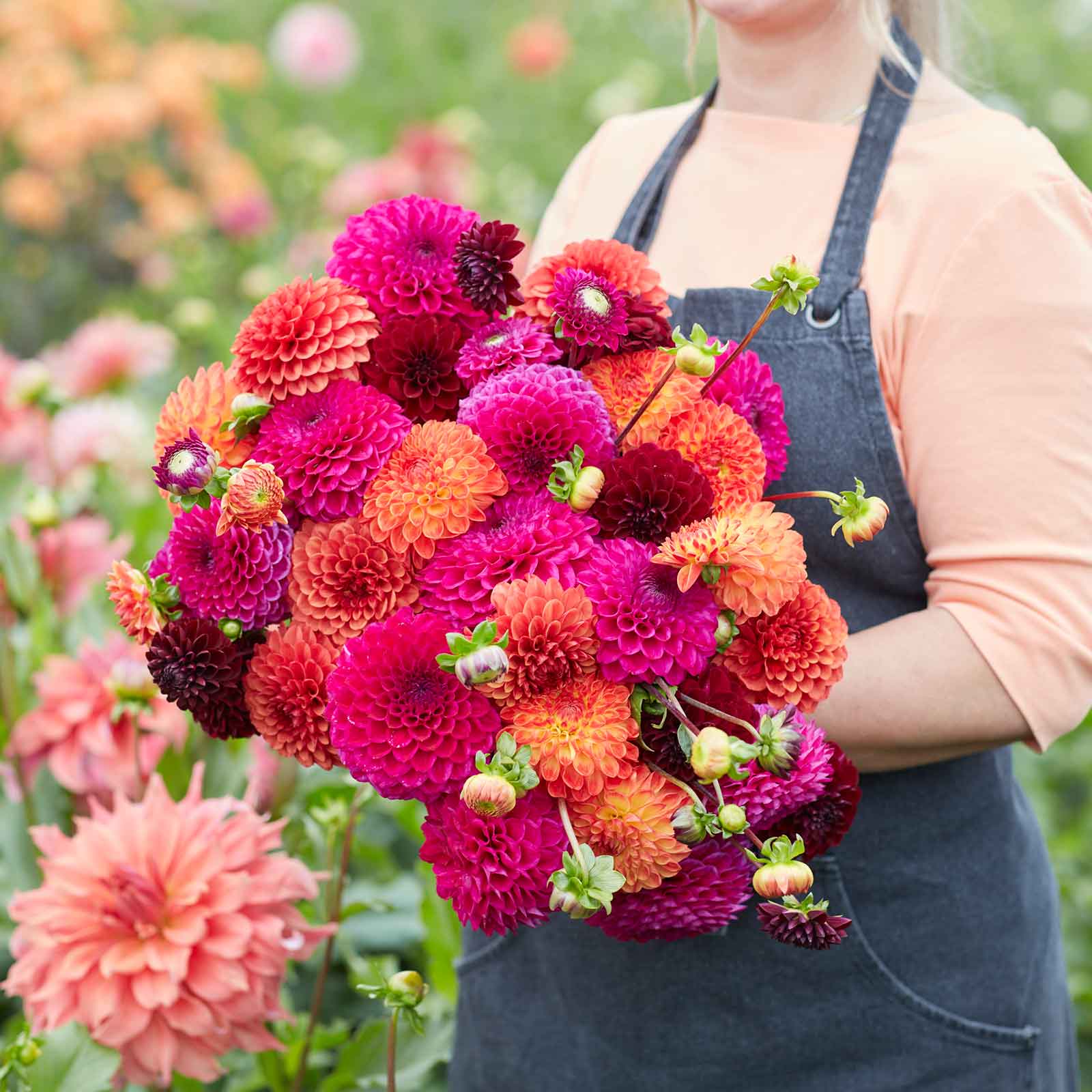 A person holding a bouquet of Sugar Puff Mix dahlia flowers in a garden setting.