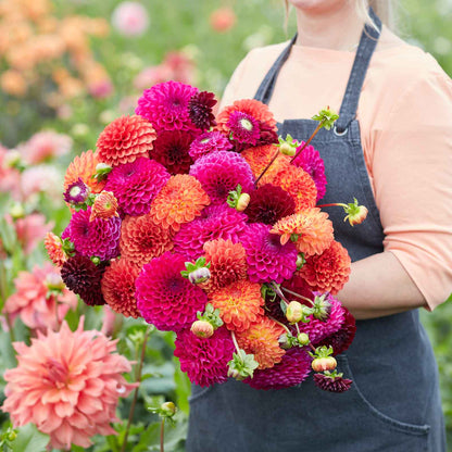 A person holding a bouquet of Sugar Puff Mix dahlia flowers in a garden setting.