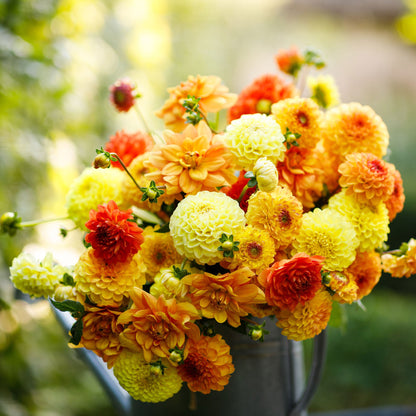 Sunny Mix dahlia bouquet showing the vibrant orange, yellow, and red colors.